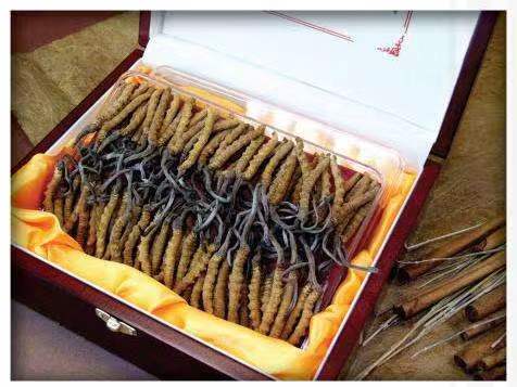 陵川冬虫夏草回收